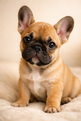 Realistic Puppy Digital Illustration Set (5 Images)