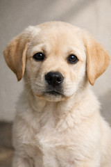 Realistic Puppy Digital Illustration Set (5 Images)