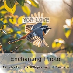 Digital Image Picture Photo Wallpaper Background Desktop Art Bird
