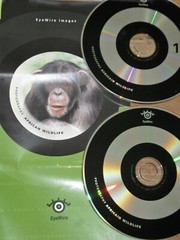 EyeWire Images – 100 Royalty Free Images: African Wildlife – CMYK & RGB Hi & Low