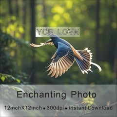 Digital Image Picture Photo Wallpaper Background Desktop Art Bird