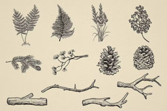 TRENDING Nature Forest Hand-Drawn Vector Elements – 31 Unique Illustrations